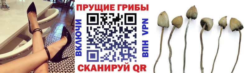 где можно купить   Мончегорск  Псилоцибиновые грибы Cubensis 